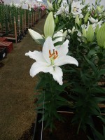 [5298 Severn No02.JPG]